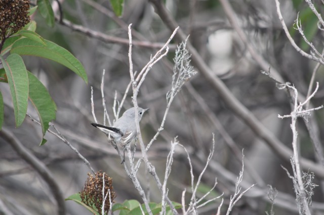 Blue-grey gnatcatcher on Laurel Sumac from the Irwindale burn area
